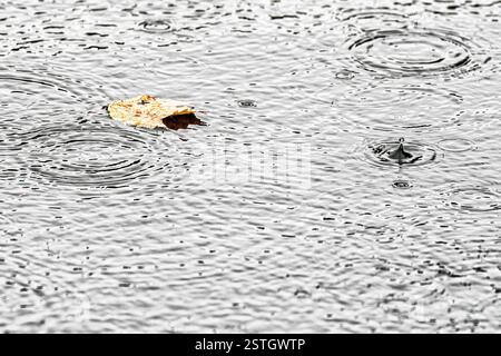 Una singola foglia autunnale si allunga su una superficie d'acqua ondulata, mentre le gocce di pioggia creano motivi delicati. Una scena naturale tranquilla e artistica che cattura il paesaggio Foto Stock