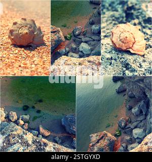 Collage di estate spiaggia immagini per la natura e il concetto di viaggio illustrazione. Spiaggia rocciosa e gusci a spirale. Immagini dai toni Foto Stock