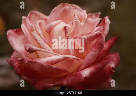 Primo piano del fiore di rosa grande che muore a vapore molto spazio per una messa a fuoco selettiva del testo. Rosa selvaggia nel giardino autunnale. Mare autunnale Foto Stock
