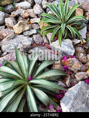 Piante succulente che crescono su una superficie di pietra naturale due piante succulente con foglie spesse e allungate crescono tra le pietre grigie Foto Stock