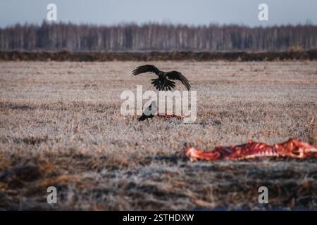 Corvi neri di mangiare Carrion Foto Stock