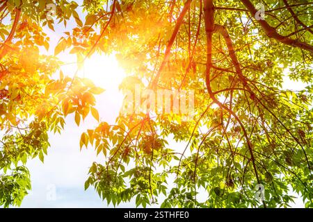 Mattina sole che splende attraverso foglie cielino Foto Stock