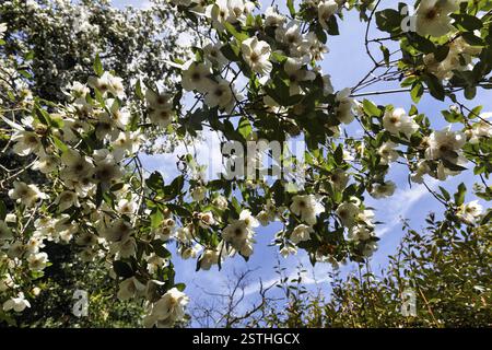 Olmo finto (Eucryphia), fiori su un ramo, Lost Gardens of Heligan, Cornovaglia, Inghilterra, Gran Bretagna Foto Stock