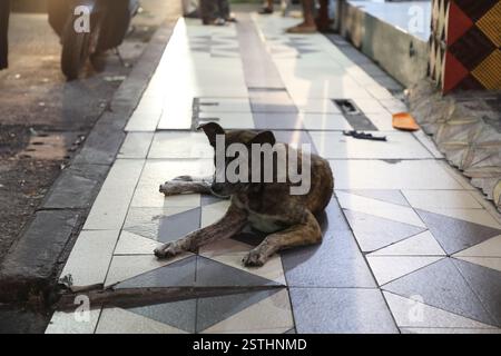 Un cane da strada a Kuta, Bali Foto Stock