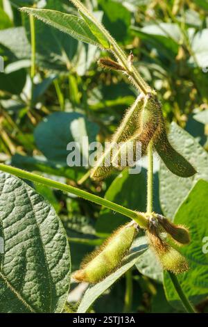 I baccelli di soia peloso verde e giallo maturano in un campo di soia, primo piano. Primo piano del campo di soia verde. Raccolta della soia sul campo. Il concetto di "bount" Foto Stock