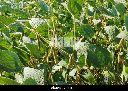 I baccelli di soia peloso verde e giallo maturano in un campo di soia, primo piano. Primo piano del campo di soia verde. Raccolta della soia sul campo. Il concetto di "bount" Foto Stock