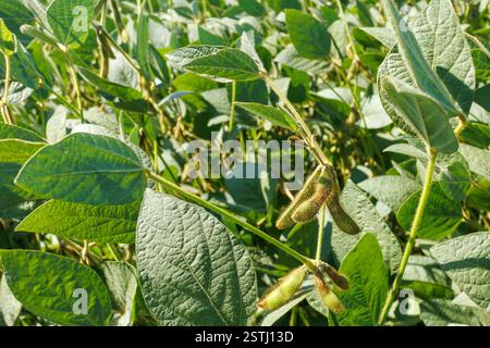 I baccelli di soia peloso verde e giallo maturano in un campo di soia, primo piano. Primo piano del campo di soia verde. Raccolta della soia sul campo. Il concetto di "bount" Foto Stock