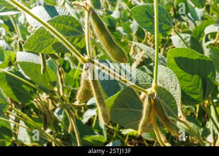 I baccelli di soia peloso verde e giallo maturano in un campo di soia, primo piano. Primo piano del campo di soia verde. Raccolta della soia sul campo. Il concetto di "bount" Foto Stock