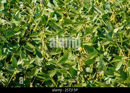 I baccelli di soia peloso verde e giallo maturano in un campo di soia, primo piano. Primo piano del campo di soia verde. Raccolta della soia sul campo. Il concetto di "bount" Foto Stock