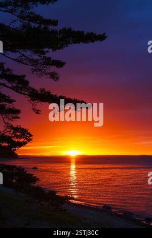 Tramonto di mezzanotte a Kaunissaari, Finlandia. I rami di pino sagomati incorniciano un cielo vivace con viola, arance e gialli sul Mar Baltico Foto Stock