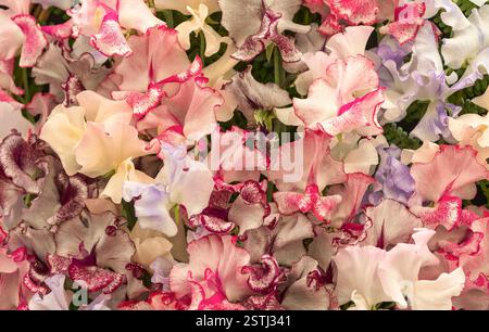 Harlequin Sweet Pea Flowers Foto Stock