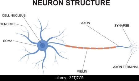 Concetto di struttura dei neuroni. Descrizione dell'anatomia del neurone del cervello. Illustrazione della struttura di un neurone con design piatto. Illustrazione Vettoriale