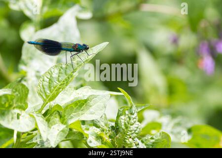 Demoiselle a bande (Calopteryx splendens) Foto Stock