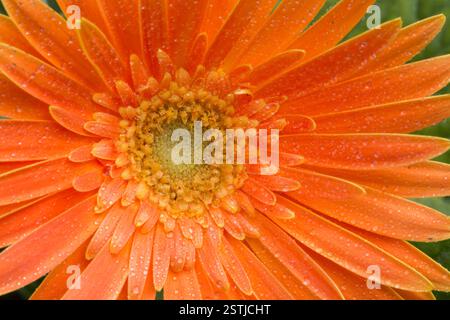 Gerbera Foto Stock