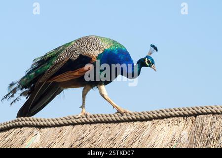 Pavone Foto Stock