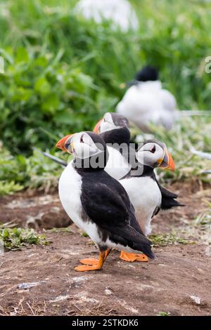 I puffini (Fratercula arctica) Foto Stock