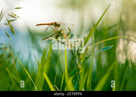 Dragonfly seduto su una lama di erba, il fuoco selettivo Foto Stock