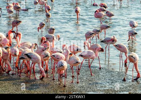 Colonia di fenicotteri a Walvis Bay, Namibia, Africa Foto Stock