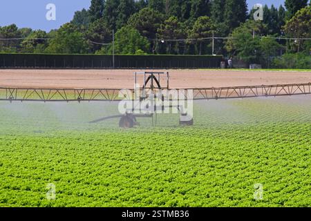 Irrigazione a base di insalata Foto Stock