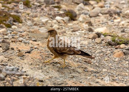 Il chimango caracara noto anche come chimango o tiuque, Milvago chimango è una specie di rapina della famiglia Falconidae, i falchi caracaras Foto Stock