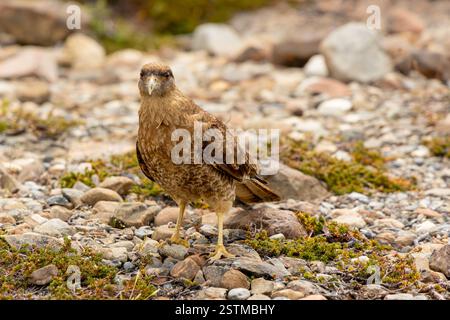 Il chimango caracara noto anche come chimango o tiuque, Milvago chimango è una specie di rapina della famiglia Falconidae, i falchi caracaras Foto Stock