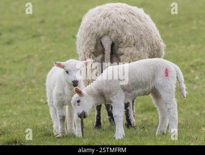 Due agnelli carini e maliziosi, masticano e giocano con un bastoncino che hanno trovato. Mamma è occupata a mangiare mentre si divertono. Suffolk Regno Unito Foto Stock