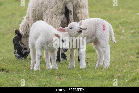 Due agnelli carini e maliziosi, masticano e giocano con un bastoncino che hanno trovato. Mamma è occupata a mangiare mentre si divertono. Suffolk Regno Unito Foto Stock