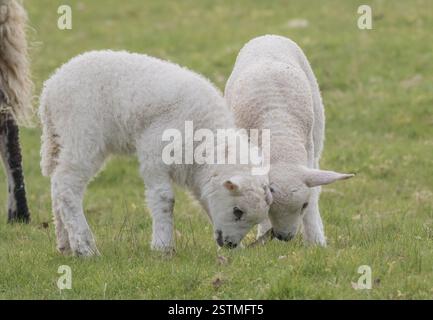 Due agnelli carini e maliziosi, masticano e giocano con un bastoncino che hanno trovato. Mamma è occupata a mangiare mentre si divertono. Suffolk Regno Unito Foto Stock