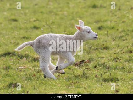 Un agnello primaverile molto giovane, che corre, salta e gioca d'azzardo in un prato erboso. Sfoggiando il suo cappotto bianco e fleecy. Suffolk, Regno Unito Foto Stock
