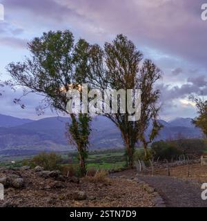 Vista al tramonto degli alberi di eucalipto nelle alture del Golan, con il monte Hermon sullo sfondo, in un giorno d'inverno. Nord di Israele Foto Stock