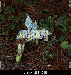 Iris 'Katharine Hodgkin' (reticulata). Un Iris nano invernale fiorito blu e giallo. Foto Stock