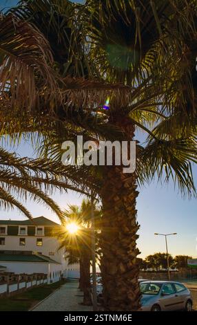 Presto il tramonto, sulle splendide palme in Portogallo, vicino all'oceano. Foto Stock