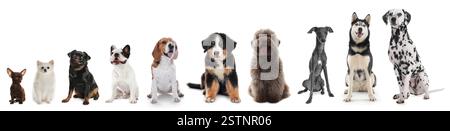 Adorabili cani di diverse dimensioni di fila su sfondo bianco, dal più piccolo al più grande Foto Stock