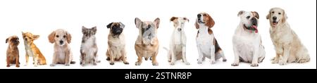 Adorabili cani di diverse dimensioni di fila su sfondo bianco, dal più piccolo al più grande Foto Stock