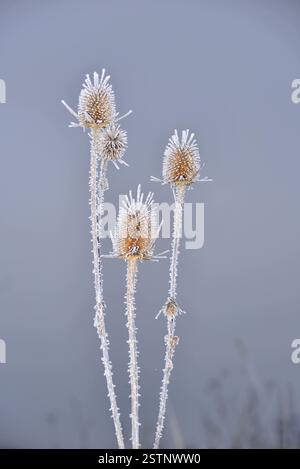 Fiori secchi di Dipsacus fullonum con ghiaccio rime in una fredda mattina invernale nei Carpazi Foto Stock