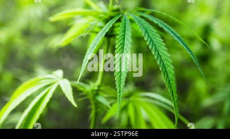 Formula del tetraidrocannabinolo legalizzazione della cannabis e commercio della canapa THC. Foto Stock