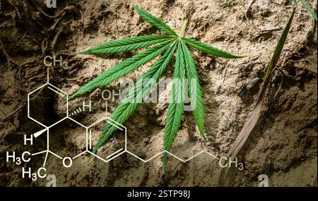 Formula del tetraidrocannabinolo legalizzazione della cannabis e commercio della canapa THC. Foto Stock