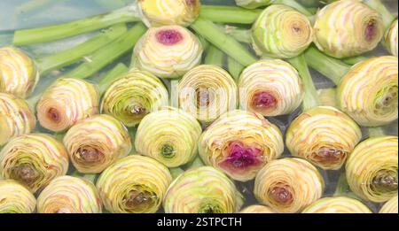 molti carciofi rifilati con steli tagliati dal fruttivendolo in una soluzione di acqua e limone Foto Stock