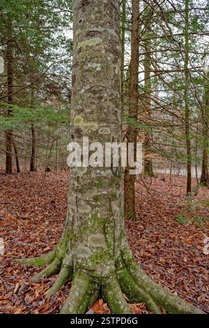 Abuso sulla corteccia del tronco di un grande albero nella foresta con molteplici incisioni di iniziali e simboli vista parziale ravvicinata Foto Stock