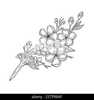 Bel ramo di sakura con fiori Illustrazione Vettoriale