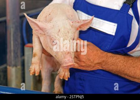L'agricoltore che detiene maialino Foto Stock