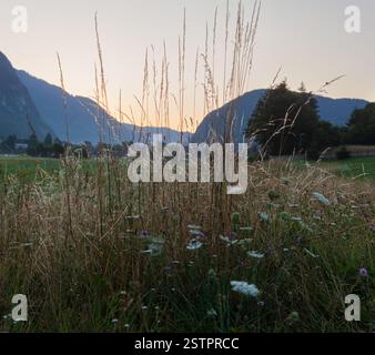 Prato di erba alta selvaggia nella calda alba retroilluminata. Il sole splende in tutta l'erba di Field. D'estate al mattino presto in campagna. Lago Bohinj. Tri Foto Stock