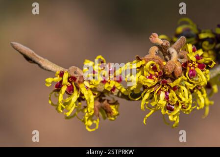 Cultivar Westerstede misto amelis (Hamamelis x intermedia), arbusto deciduo che mostra fiori gialli con petali ritorti nel tardo inverno/primavera Foto Stock