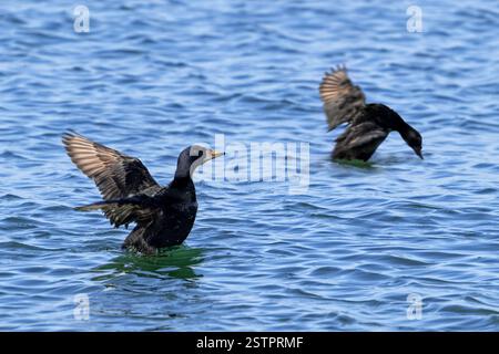 Due scooter comuni (Melanitta nigra) adulti maschi anatre di mare / becchi marini che si tuffano e battono ali lungo la costa del Mare del Nord in inverno Foto Stock