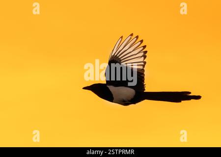 Magpie eurasiatiche / magpie comuni (Pica pica) in volo contro il cielo arancione del tramonto. Ottimizzato digitalmente Foto Stock