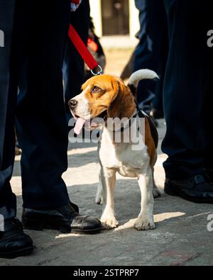 Cane della polizia di Beagle Foto Stock