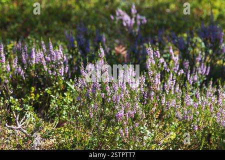 Vibranti fiori di erica viola fioriscono tra una lussureggiante vegetazione verde, illuminati dalla luce del sole in natura. Un ambiente floreale tranquillo e pittoresco Foto Stock