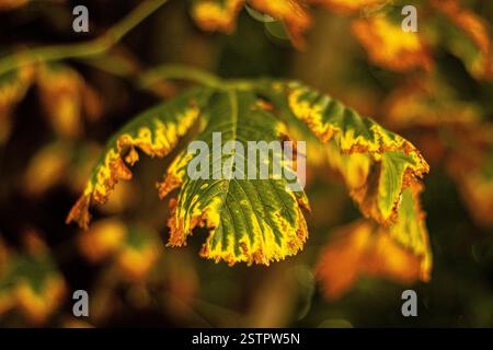 Foglie a forma di palma appese sull'albero, molto splendidamente colorate con giallo, arancione, marrone, verde, con sfondo sfocato Foto Stock