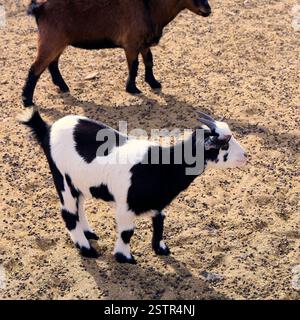 Capre pigmee in un paddock, Fuerteventura, Isole Canarie, Spagna, Europa, UE. Presa a novembre 2024 Foto Stock