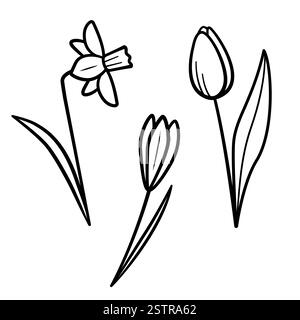 Set di fiori primaverili. Icone disegnate a mano di tulipani, narcisi, croco. Illustrazione vettoriale isolata in stile linea doodle. Illustrazione Vettoriale